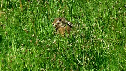 A brown hare hiding in the grass 스톡 사진