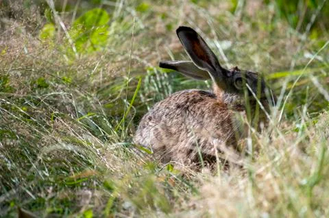 Brown hare hiding in the grass Stock Photos