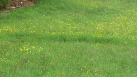 Brown hare jumping through high meadow grass Stock Footage 329161330