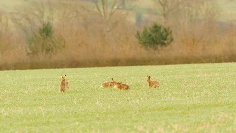 Brown hare   Lepus europaeus 29a 17 3 group boxing Видео 120340887