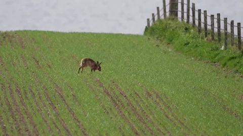 Brown Hare (Lepus europaeus) exploring a field of a young cereal crop Stock Footage 78257639
