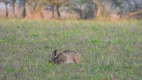 Brown Hare (Lepus europaeus) A Jack runs to join his mate Stock Footage 334230128