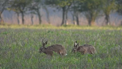 Brown Hare (Lepus europaeus) A pair in a field Stock Footage 334229381