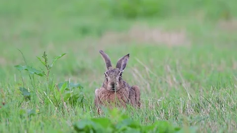 Brown hare lies on a meadow in the wind and looks attentively Video stock 206070123