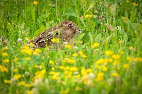 A brown hare with long ears hiding in fresh green grass Stock Photos