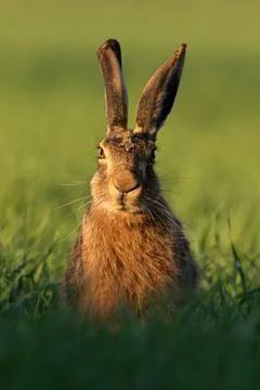 Brown hare looking to the camera on grass from front Stock Photos