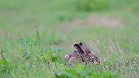 Brown hare lying in a meadow nibbling grass in the wind Stock Footage 206070337