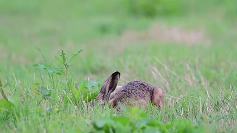 Brown hare lying in a meadow nibbling grass in the wind Stock Footage 206070790