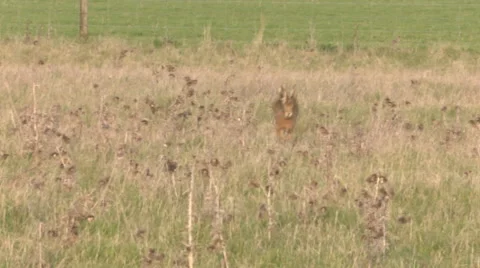 Brown Hare in open countryside 스톡 동영상 63363757