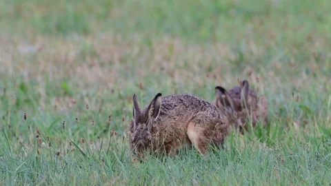 Brown hare pair search feed in the meadow, summer Stock Footage 99170937
