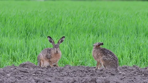 Brown hare pair sitting in the field, spring Stock Footage 97881008