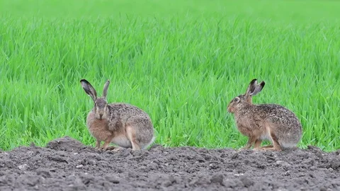 Brown hare pair sitting in the field, spring Stock Footage 97925223