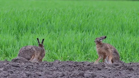Brown hare pair sitting in the field and clean her fur, spring Stock Footage 97928349
