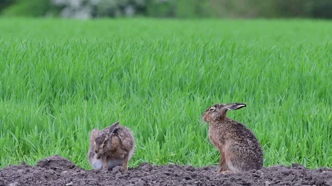 Brown hare pair sitting in the field, spring Stock Footage 97977175