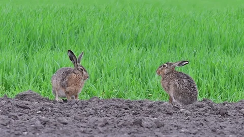 Brown hare pair sitting in the field, spring Stock Footage 97977315