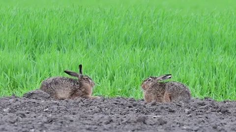Brown hare pair sitting in the field, spring Stock Footage 98032955
