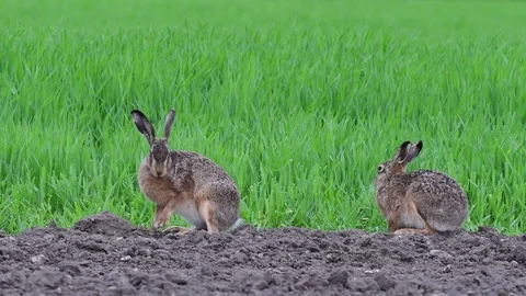 Brown hare pair sitting in the field, spring Stock Footage 98121854