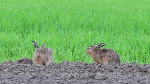 Brown hare pair sitting in the field and relax, spring Stock Footage 98125427