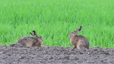 Brown hare pair sitting on the field, spring Stock Footage 98126909