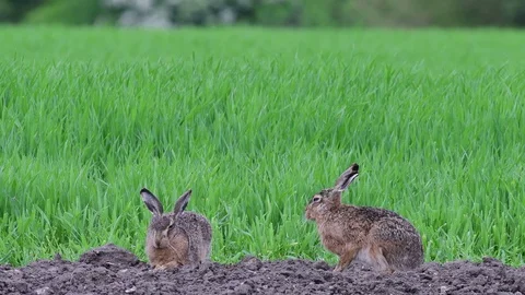 Brown hare pair sitting on the field and relax, spring Stock Footage 98127305