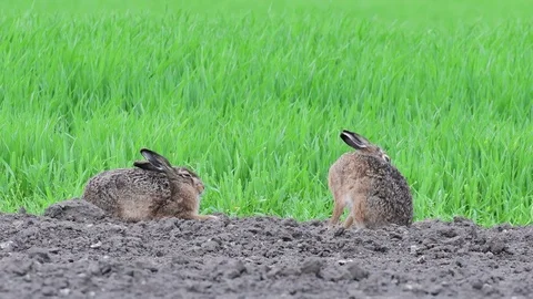 Brown hare pair sitting on the field and clean her fur, spring Stock Footage 98128867