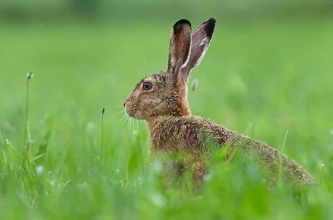 Brown hare Foto stock