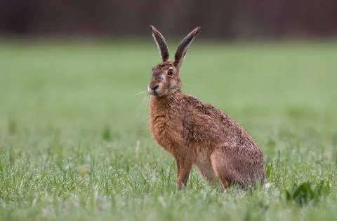 Brown hare Foto stock
