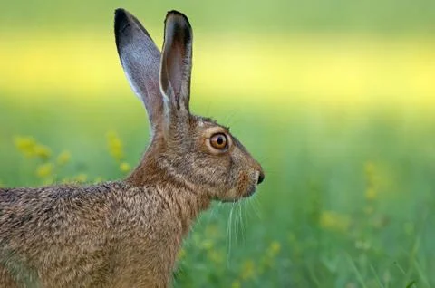 Brown hare Foto stock