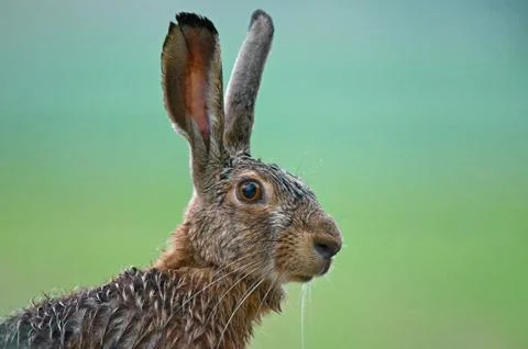 Brown hare Foto stock