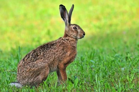 Brown hare Foto stock