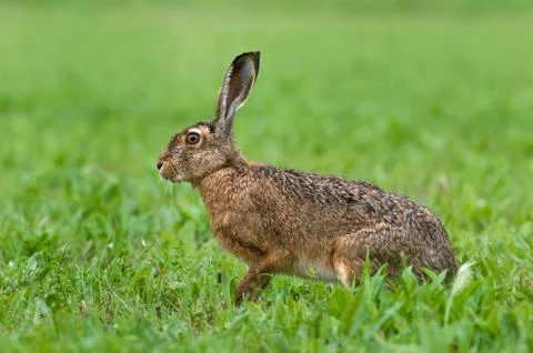 Brown hare Stock Photos