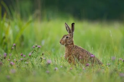 Brown hare Stock Photos