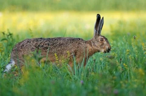 Brown hare Stock Photos