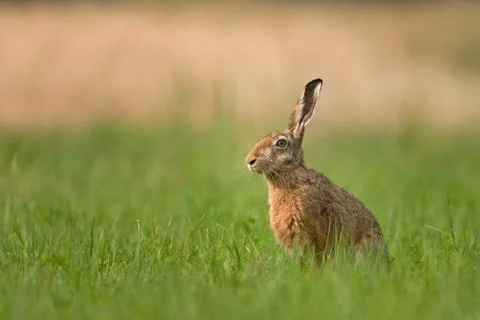 Brown hare Stock Photos