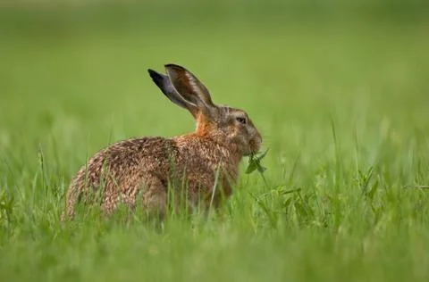 Brown hare Stock Photos