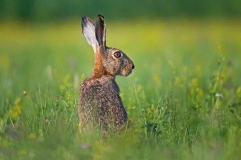 Brown hare Stock Photos