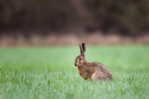 Brown hare Stock Photos