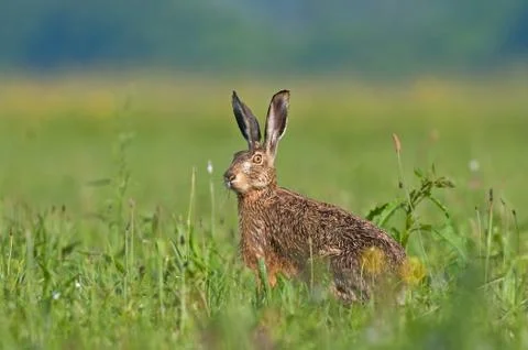 Brown hare Stock Photos