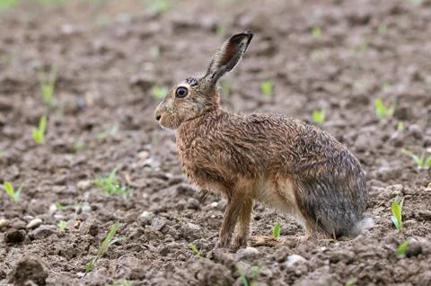 Brown hare Stock Photos