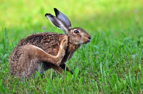 Brown hare Stock Photos