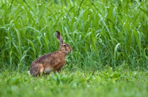 Brown hare Stock Photos