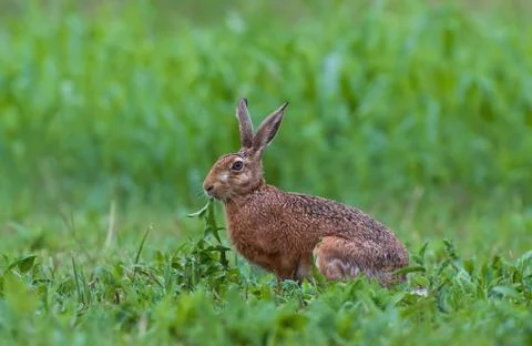 Brown hare Stock Photos