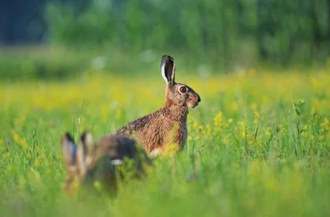 Brown hare Stock Photos