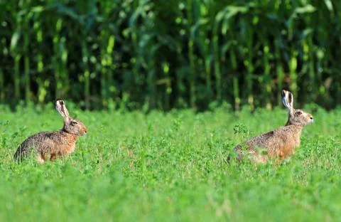 Brown hare Stock Photos