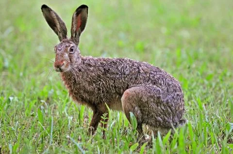 Brown hare Stock Photos