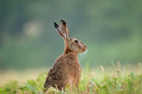 Brown hare Stock Photos