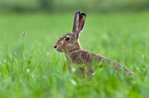 Brown hare Stock Photos