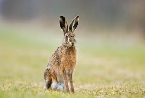 Brown Hare Stock Photos
