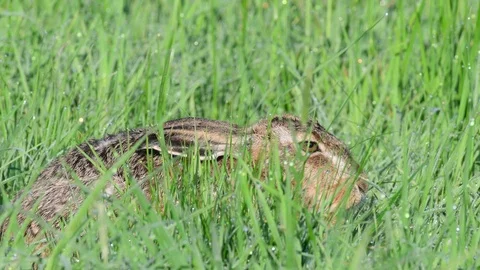 Brown hare push in the grass, spring Stock Footage 97927862