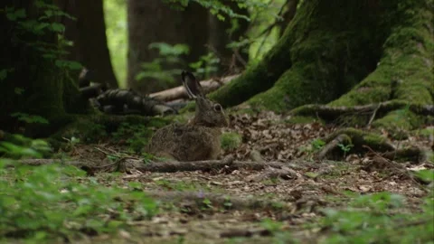 Brown hare resting on forest floor surrounded by green mossy trunks Stock Footage 322216720
